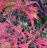 Graines de Acer Palmatum Matsumurae "Waterfall"