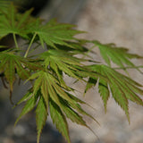 Graines de Acer Shirasawanum "Palmatifolium", Érable de Shirasawa