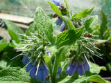 Bouture Consoude, Racines de Consoude Bleue, Symphytum officinale, Plante Médicinale