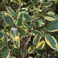 Boutures de Chalef, Elaeagnus Ebbingei "Viveleg"