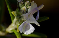 Boutures Romarin, Salvia Rosmarinus, Rosmarinus Oficinalis