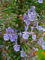 Boutures Romarin, Salvia Rosmarinus, Rosmarinus Oficinalis