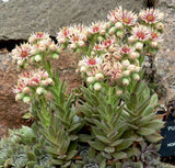 Plant de Joubarbe, Plante Grasse, Sempervivum, Barbe de Jupiter, Jovibarba,