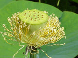 Graines de Lotus Sacré, Nelumbo Nucifera