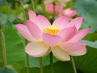 Graines de Lotus Sacré, Nelumbo Nucifera