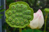 Graines de Lotus Sacré, Nelumbo Nucifera