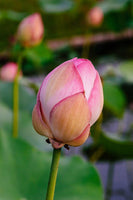 Graines de Lotus Sacré, Nelumbo Nucifera