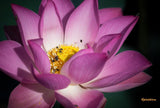 Graines de Lotus Sacré, Nelumbo Nucifera