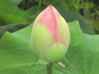 Graines de Lotus Sacré, Nelumbo Nucifera