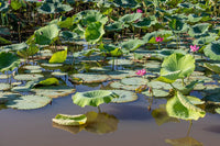 Graines de Lotus Sacré, Nelumbo Nucifera