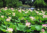 Graines de Lotus Sacré, Nelumbo Nucifera