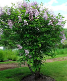 10 Graines de Lilas velu, Syringa villosa