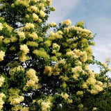 7 Graines de Lilas de Pékin, Syringa pekinensis