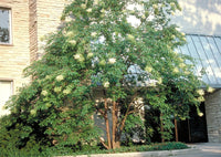 7 Graines de Lilas de Pékin, Syringa pekinensis