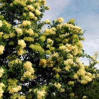 5 Graines de Lilas de Pékin, Syringa pekinensis