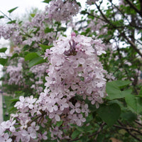 3 Graines de Lilas de Giraldi, Syringa oblata