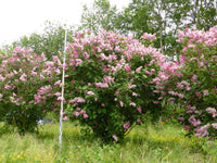 3 Graines de Lilas de Hongrie, Syringa josikaea