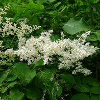 3 Graines de Lilas du Japon, Syringa amurensis, Syringa reticulata amurensis