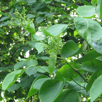 10 Graines de Lilas du Japon, Syringa amurensis, Syringa reticulata amurensis