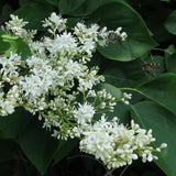 10 Graines de Lilas du Japon, Syringa amurensis, Syringa reticulata amurensis