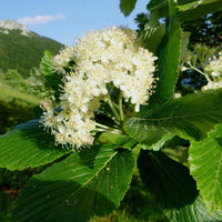 3 Graines d'Alisier blanc, Sorbus aria