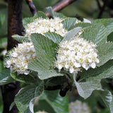 3 Graines d'Alisier blanc, Sorbus aria