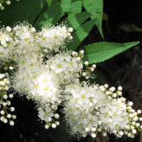 3 Graines de Sorbier du Japon, Sorbus commixta