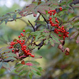 7 Graines de Sorbier du Japon, Sorbus commixta