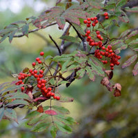 10 Graines de Sorbier du Japon, Sorbus commixta