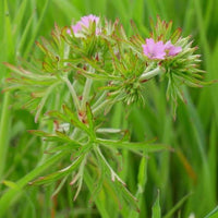 10 Graines de Geranium dissectum, Géranium à feuilles découpées