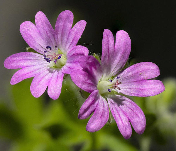 10 Graines de Geranium dissectum, Géranium à feuilles découpées