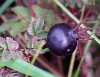 5 Graines de Rosier pimprenelle, Rosa pimpinellifolia