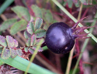 7 Graines de Rosier pimprenelle, Rosa pimpinellifolia