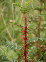 7 Graines de Rosier pimprenelle, Rosa pimpinellifolia