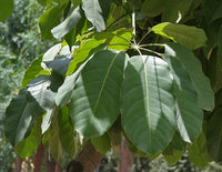 7 Graines Schefflera actinophylla, Arbre ombrelle, Arbre pieuvre