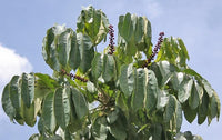 5 Graines Schefflera actinophylla, Arbre ombrelle, Arbre pieuvre