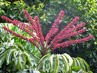 5 Graines Schefflera actinophylla, Arbre ombrelle, Arbre pieuvre