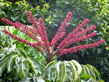 5 Graines Schefflera actinophylla, Arbre ombrelle, Arbre pieuvre