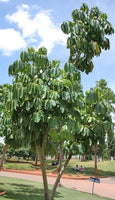 10 Graines Schefflera actinophylla, Arbre ombrelle, Arbre pieuvre