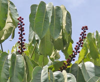 10 Graines Schefflera actinophylla, Arbre ombrelle, Arbre pieuvre