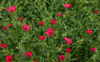 20 Graines de Lin à grandes fleurs rouges, Linum grandiflorum rubrum