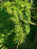 5 Graines de Mélèze de Dahurie, Larix gmelinii