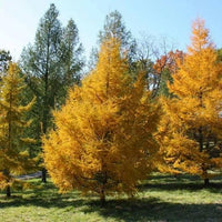 10 Graines de Mélèze de Dahurie, Larix gmelinii