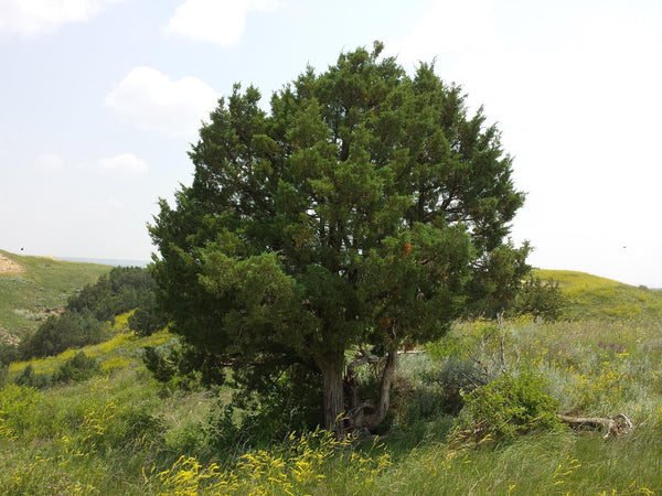 3 Graines de Genévrier des Rocheuses, Juniperus scopulorum