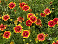 10 Graines de Gaillardia aristata, Gaillarde