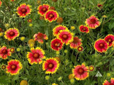 10 Graines de Gaillardia aristata, Gaillarde