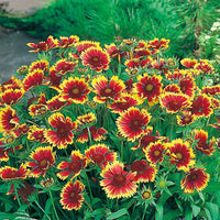 10 Graines de Gaillardia aristata, Gaillarde