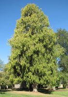 3 Graines de Cyprès de Chine, Cupressus funebris