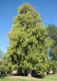 3 Graines de Cyprès de Chine, Cupressus funebris