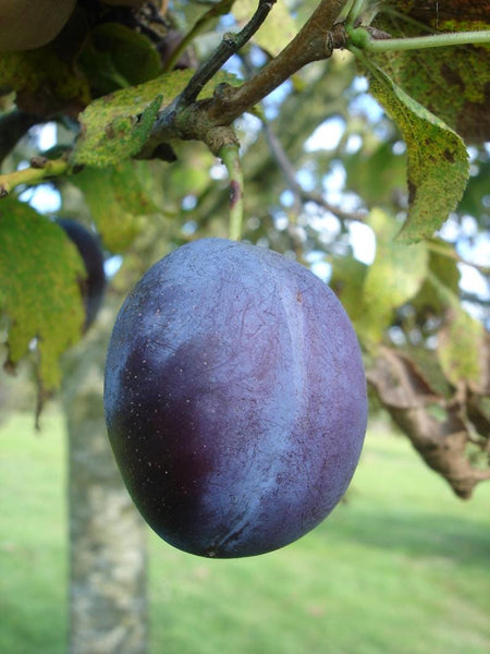 Graines Prunier Prunus Domestica Veres Plum Prunus domestica cv. Veres Szilva Arbre Fruitier